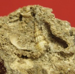 Мини-гастропода.