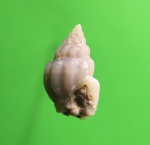 Nassarius (Phrontis) miocenicusobliquus.