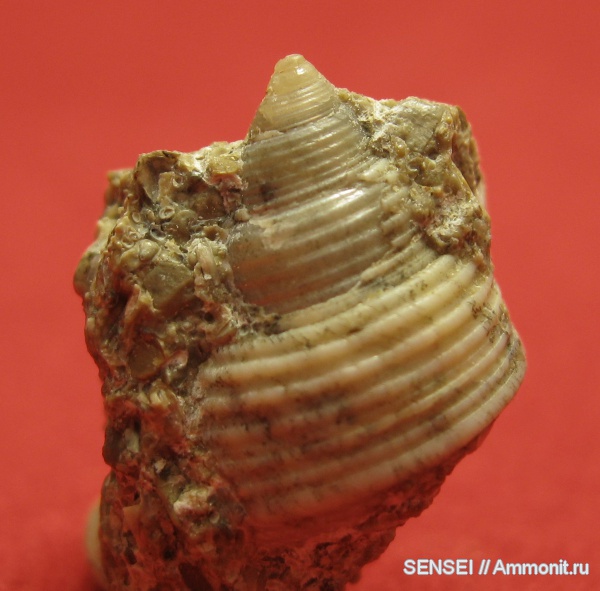 гастроподы, неоген, палеоарт, Кубань