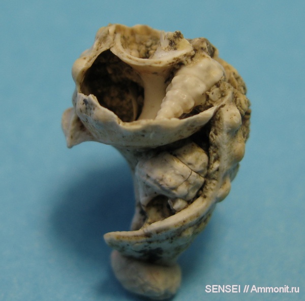 гастроподы, неоген, палеоарт, Кубань