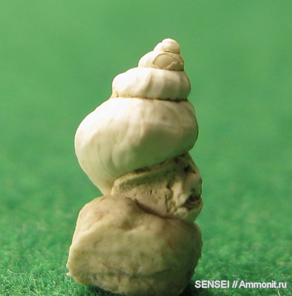 гастроподы, неоген, Кубань, Troсhidae