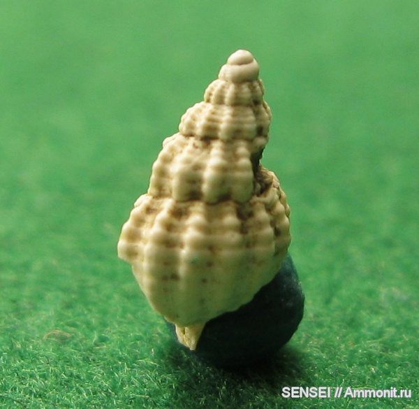 гастроподы, неоген, Краснодарский край, Nassariidae, Nassarius contusus