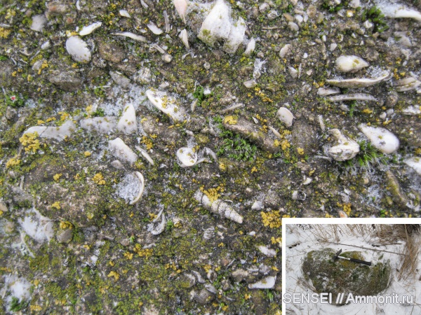 моллюски, неоген, Кубань