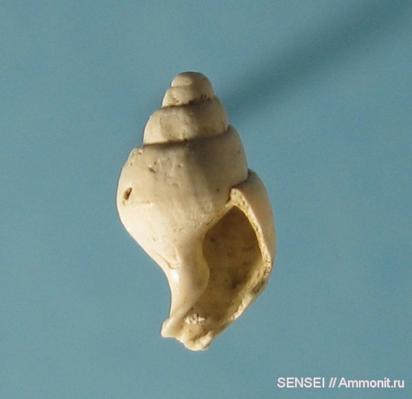 гастроподы, неоген, Кубань