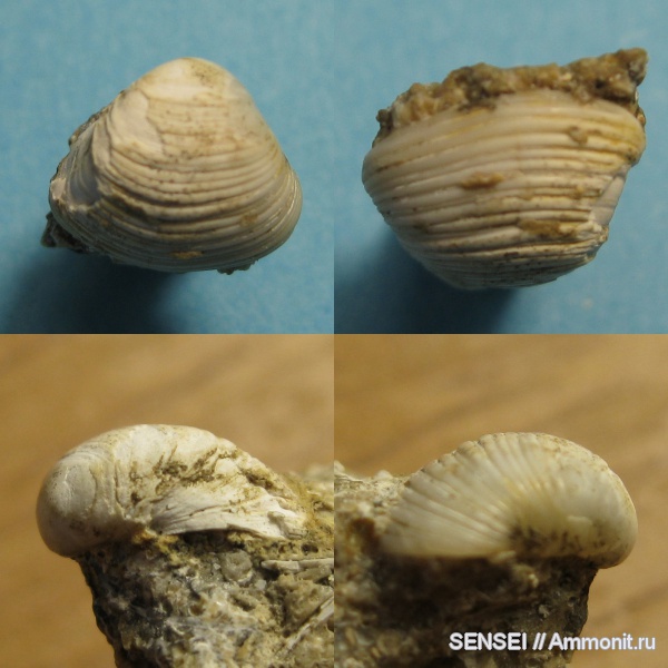 неоген, двустворчатые моллюски, Кубань, Corbulidae