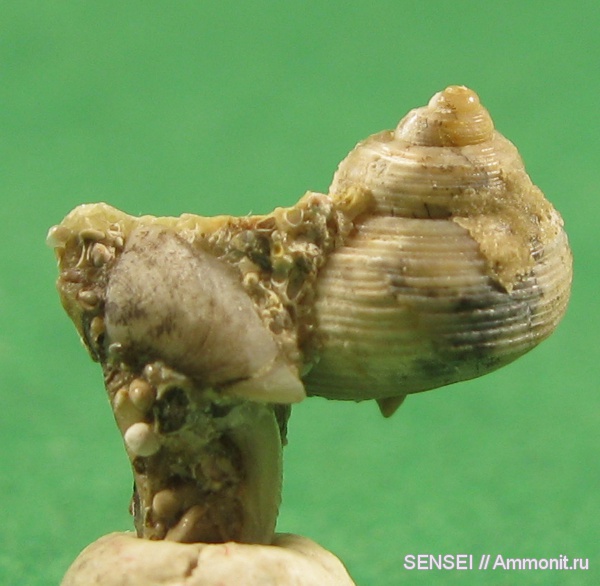 неоген, двустворчатые моллюски, брюхоногие моллюски, палеоарт, Кубань