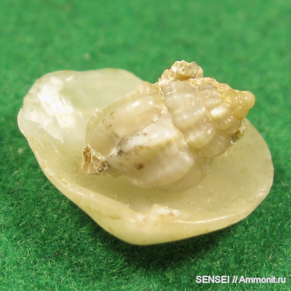 моллюски, неоген, Кубань