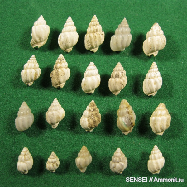 гастроподы, неоген, Кубань, Nassariidae