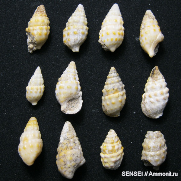 гастроподы, прижизненная окраска, Кубань, Cerithiidae, Cerithium cattleyae