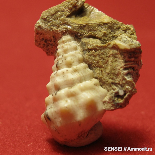 неоген, брюхоногие моллюски, палеоарт