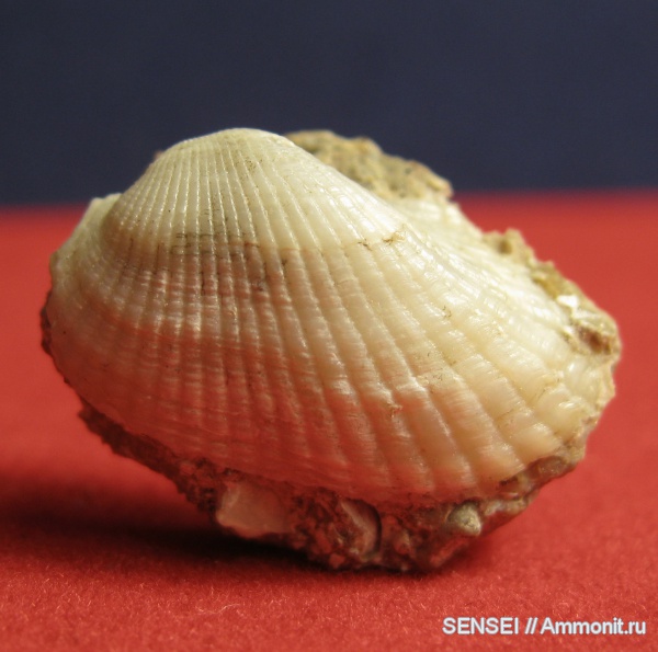 неоген, двустворчатые моллюски, Arca, Кубань