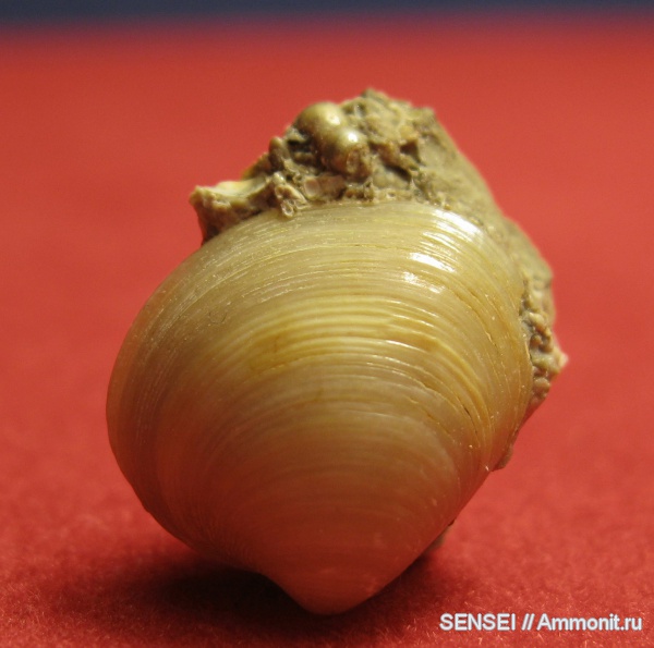 неоген, двустворки, Кубань