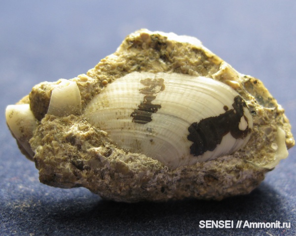 неоген, двустворки, Кубань