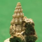 Брюхоногий.