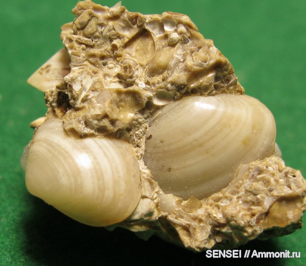 неоген, двустворки, Кубань