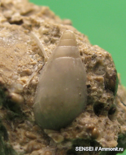 неоген, брюхоногие моллюски, Кубань