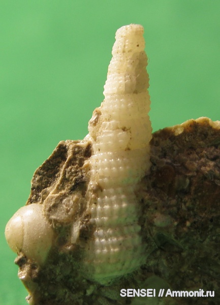 неоген, брюхоногие моллюски, палеоарт, Cerithium, Кубань