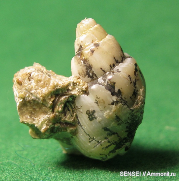 гастроподы, неоген, дендриты, Кубань