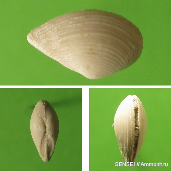 неоген, двустворки, Кубань, Leda, Leda fragilis