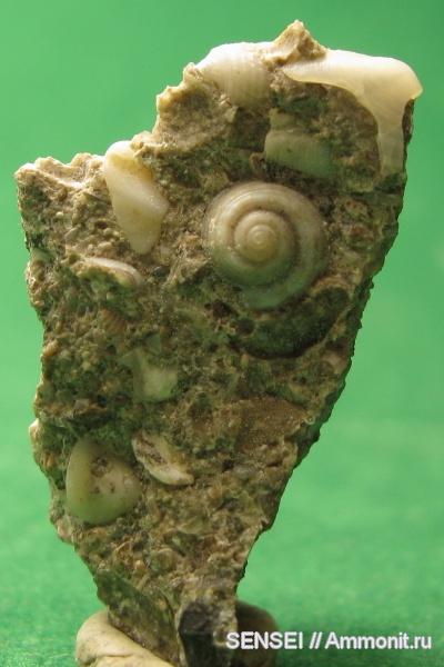 неоген, брюхоногие моллюски, палеоарт, Кубань