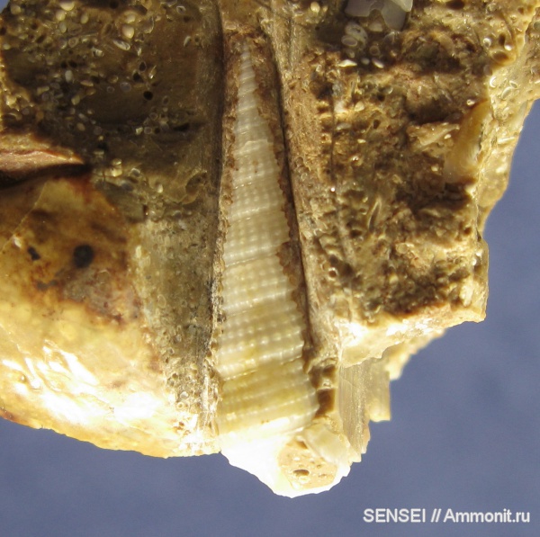 гастроподы, неоген, Кубань