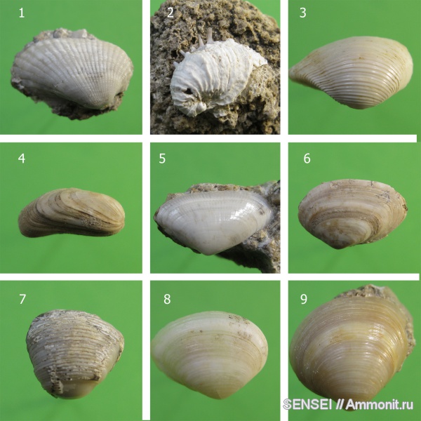 неоген, двустворчатые моллюски, Mactra, Chama, Arca, Кубань, Leda, Brachidontes, Donax, Venus, Leda fragilis, Corbula gibba, Corbulidae