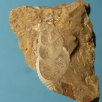 Nassarius restitutensis в разрезе.