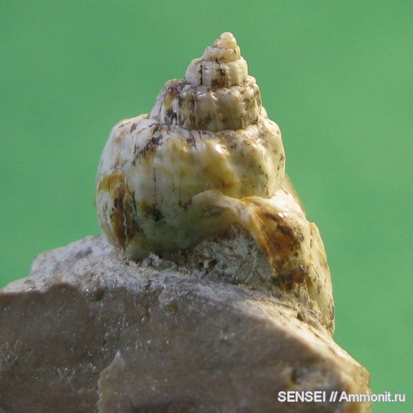 гастроподы, неоген, палеоарт, Кубань