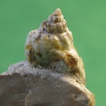 Нассариида?