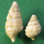 Сравнение Cerithiidae.