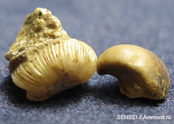 неоген, двустворки, Кубань, Corbulidae