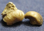 Corbula (Varicorbula),gibba gibba. Раковина и ядро.