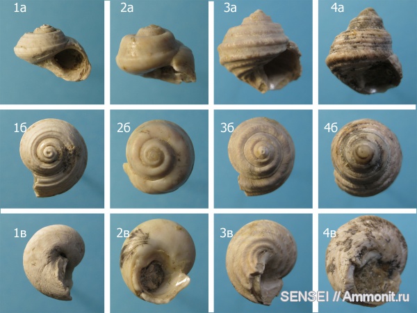 гастроподы, неоген, Кубань, Trochidae