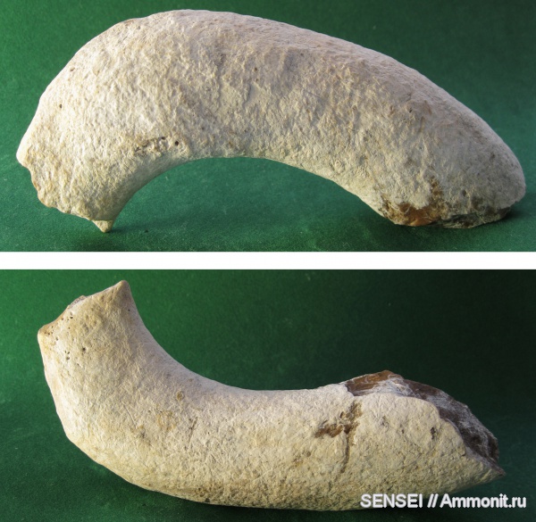 неоген, Cetotherium, Кубань