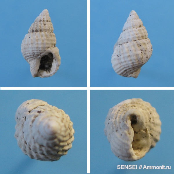 неоген, Кубань, Nassa, Nassarius (Hinia) scrobiculatus