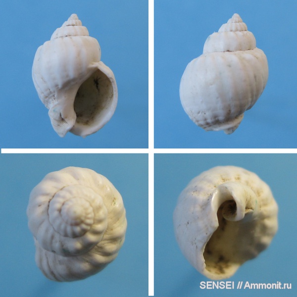 "Анфас и профиль"