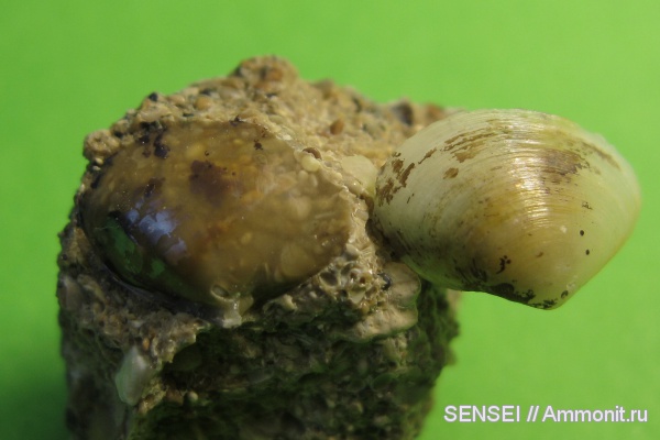 неоген, двустворки, Кубань