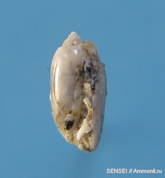 гастроподы, неоген, Кубань