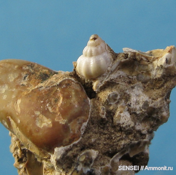 гастроподы, неоген, палеоарт, Кубань