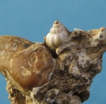 Гастропода,палеоарт.