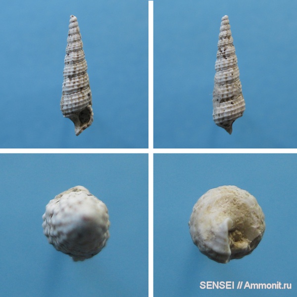 гастроподы, неоген, Cerithium, Кубань, Bittium (Bittium) digitatum