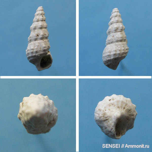 гастроподы, неоген, Cerithium, Кубань