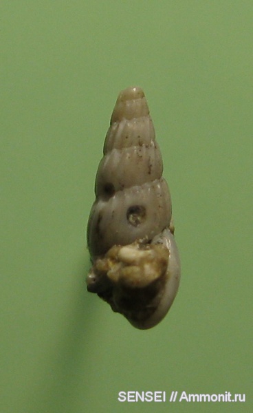 гастроподы, неоген, прижизненные повреждения, Кубань