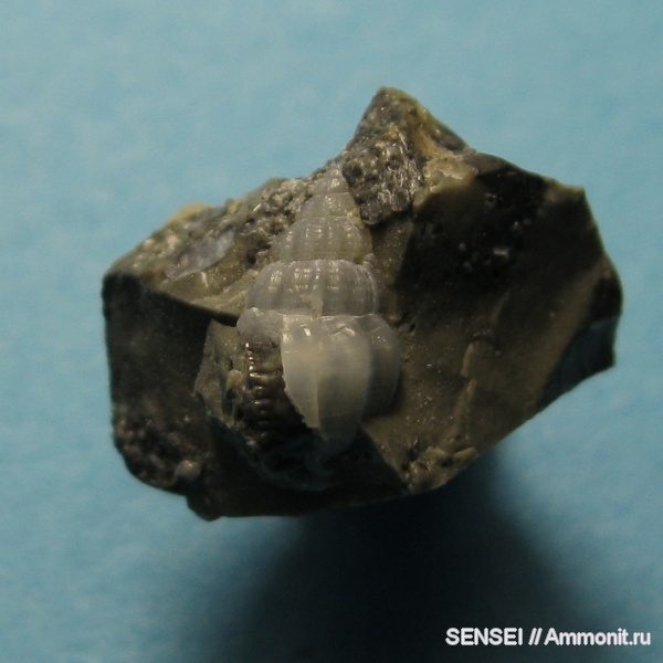 неоген, брюхоногие моллюски, палеоарт, Кубань