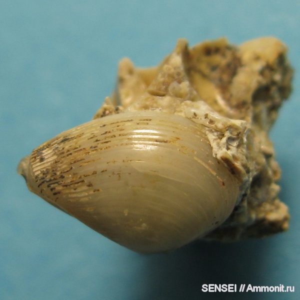 неоген, двустворчатые моллюски, Кубань, Leda