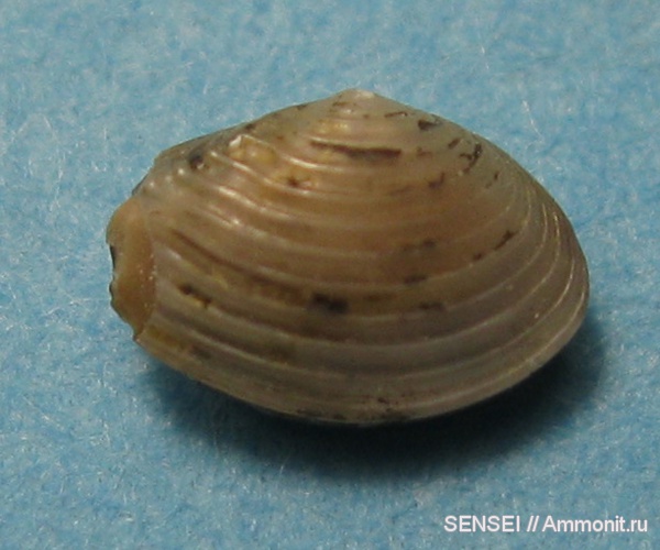 неоген, двустворчатые моллюски, Кубань