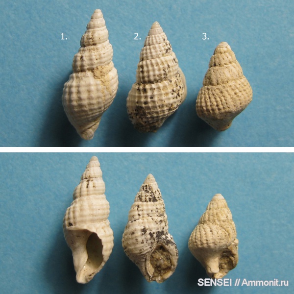 гастроподы, неоген, Кубань, Nassa