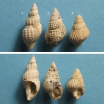 Сравнение Nassa.