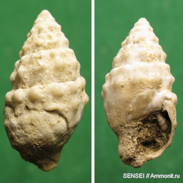 гастроподы, прижизненные повреждения, Кубань, Cerithiidae, Cerithium cattleyae