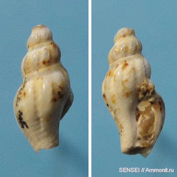 гастроподы, неоген, Кубань, Philbertia adelocosma